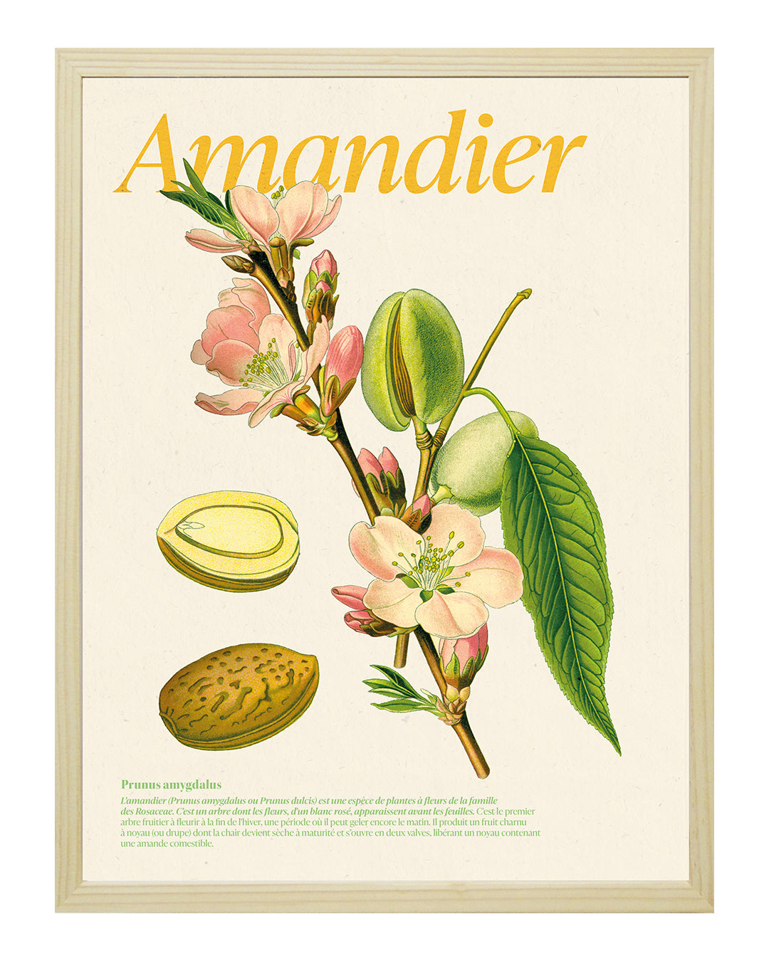 Affiche amandier