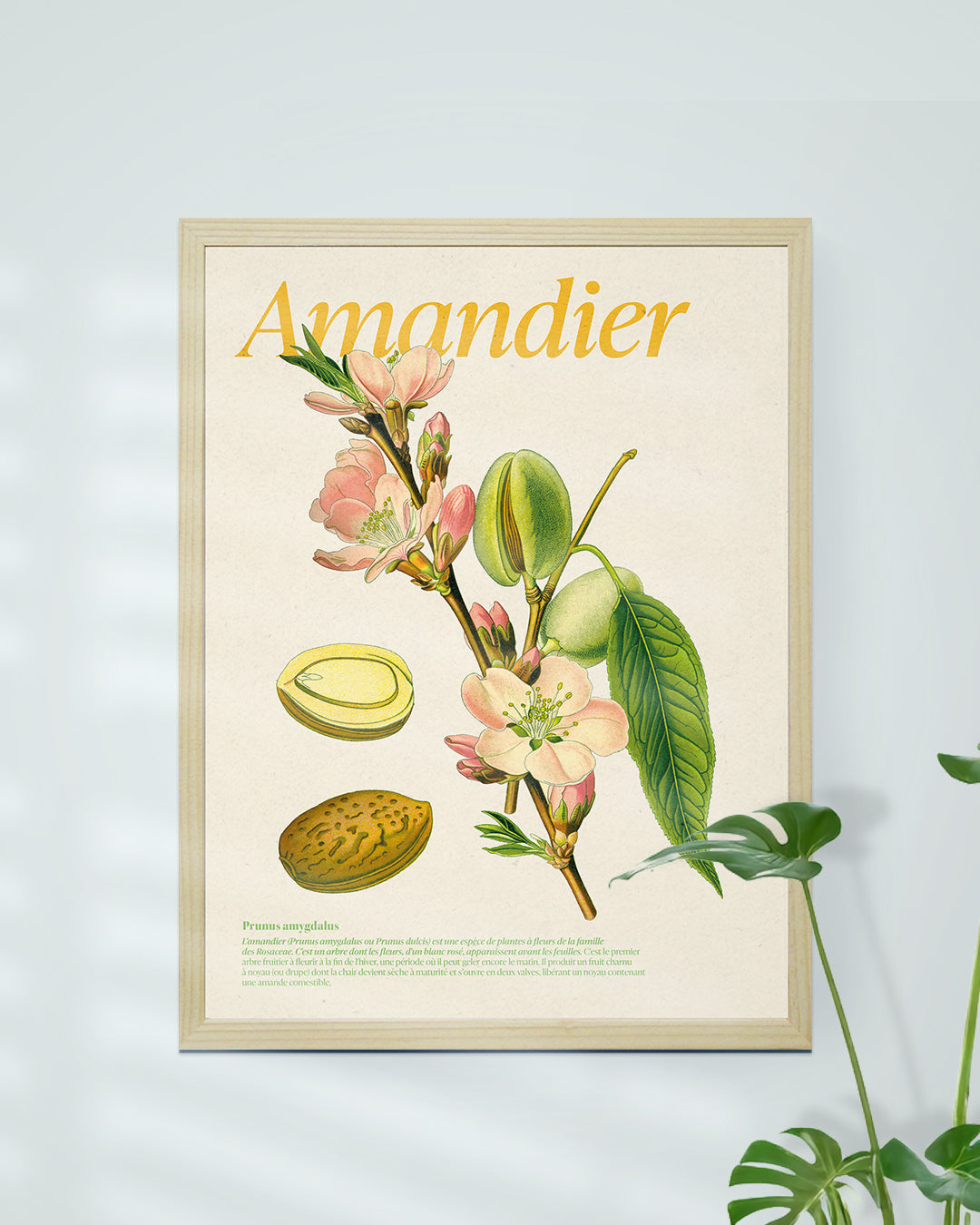 Affiche amandier