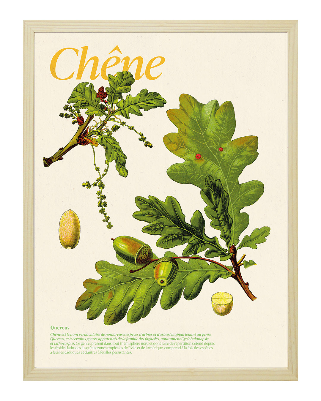 Affiche chêne