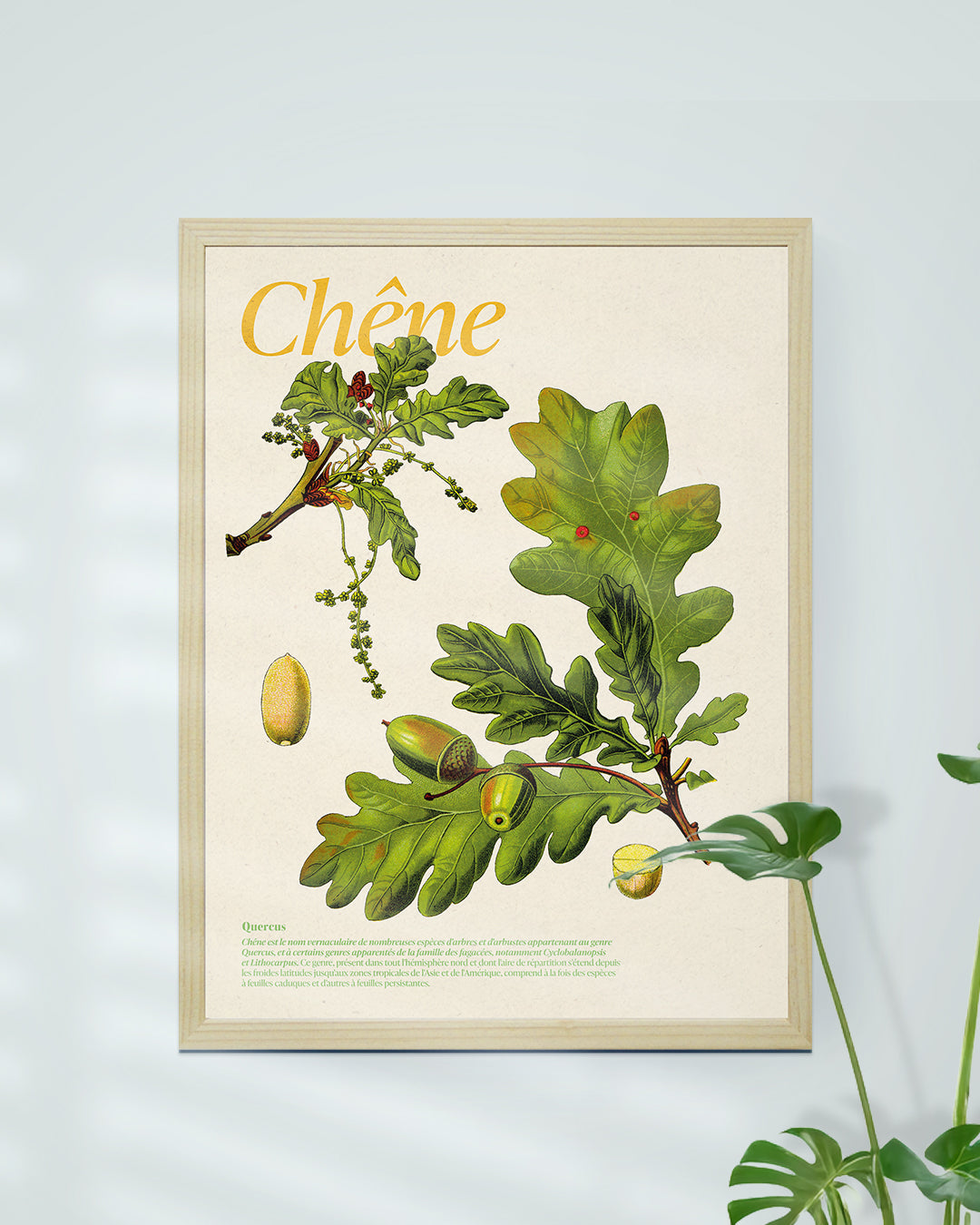Affiche chêne