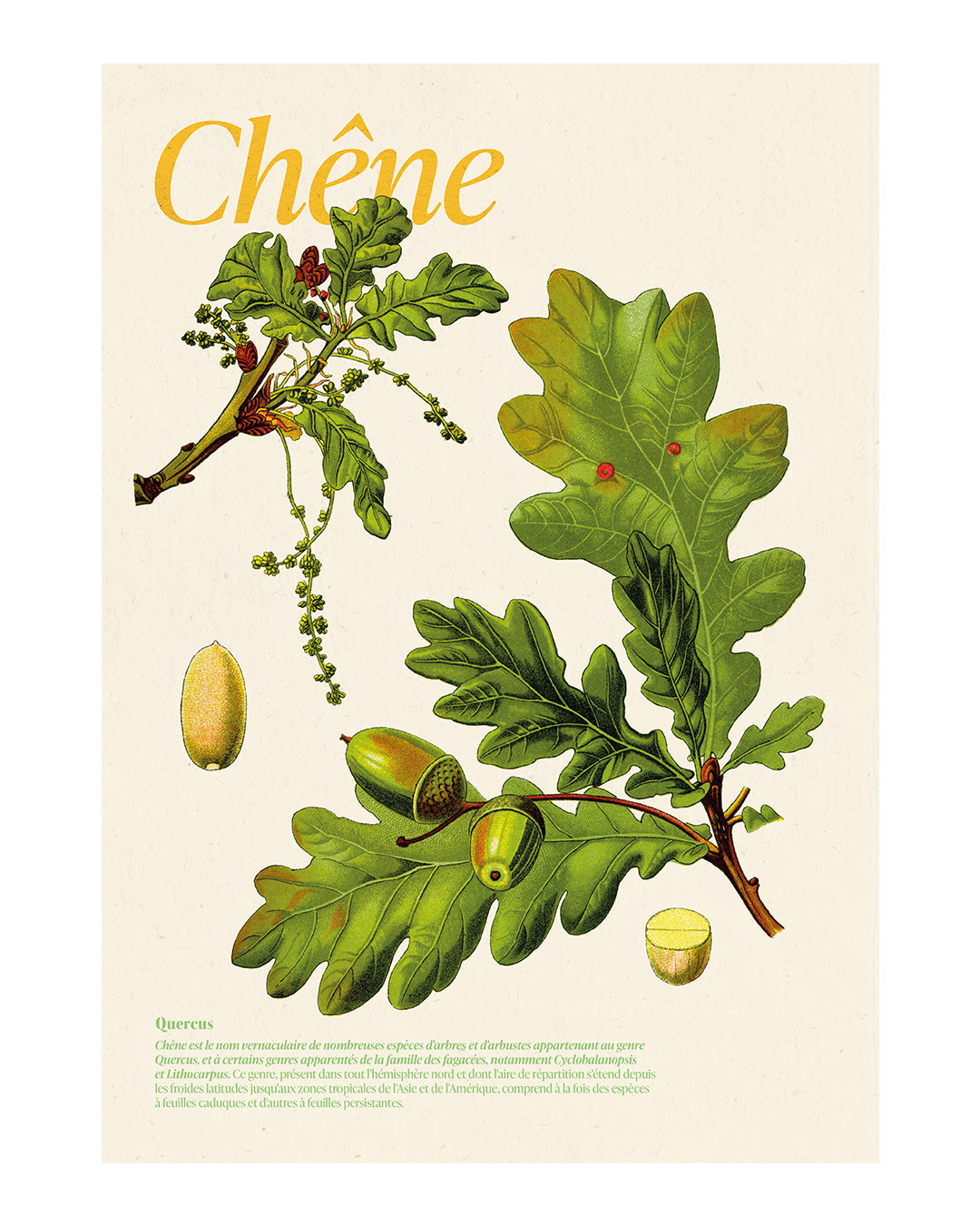 Affiche chêne