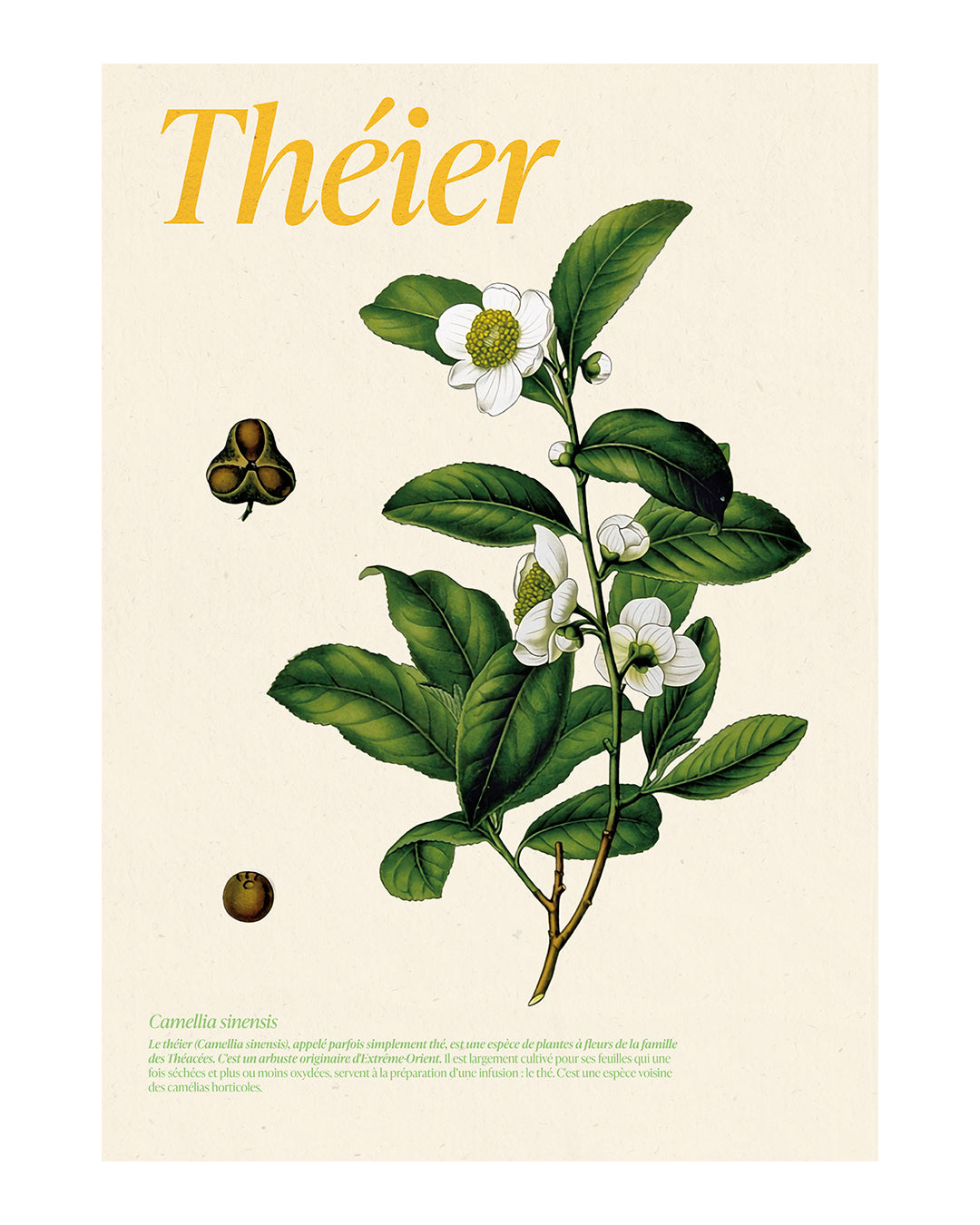 Affiche théier