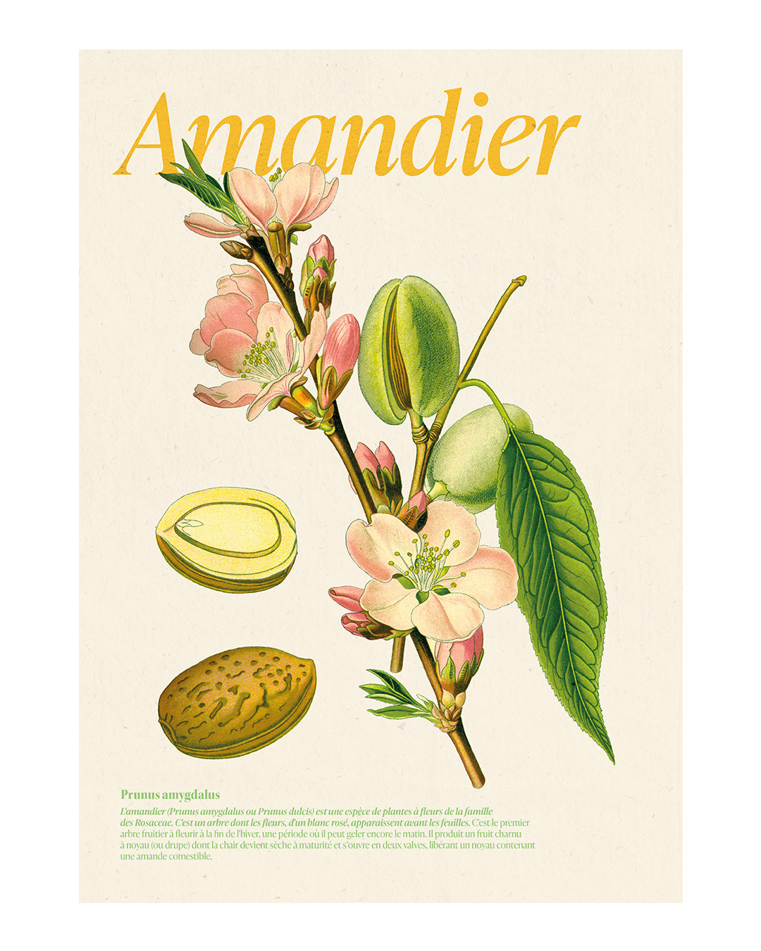 Affiche amandier