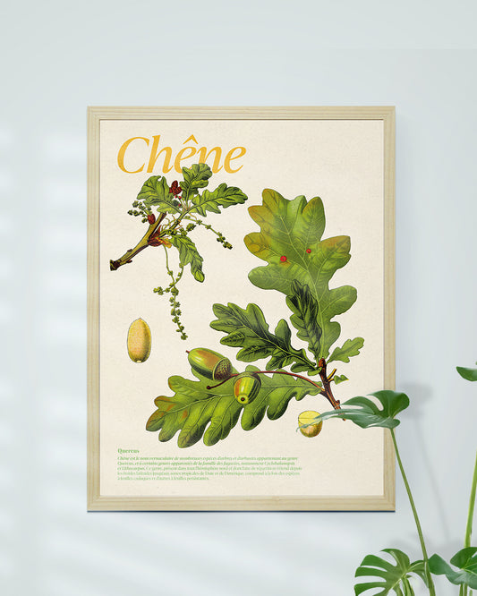 Affiche chêne